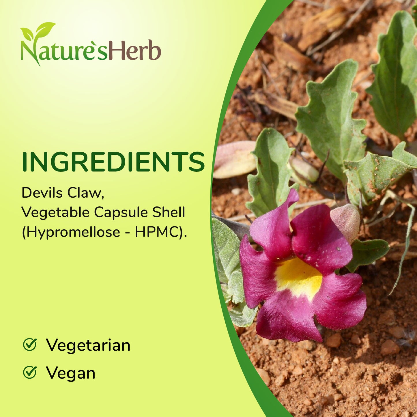 Devils Claw Capsules 6600mg