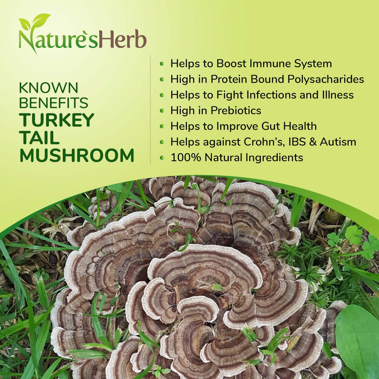 Turkey Tail Mushroom Powder