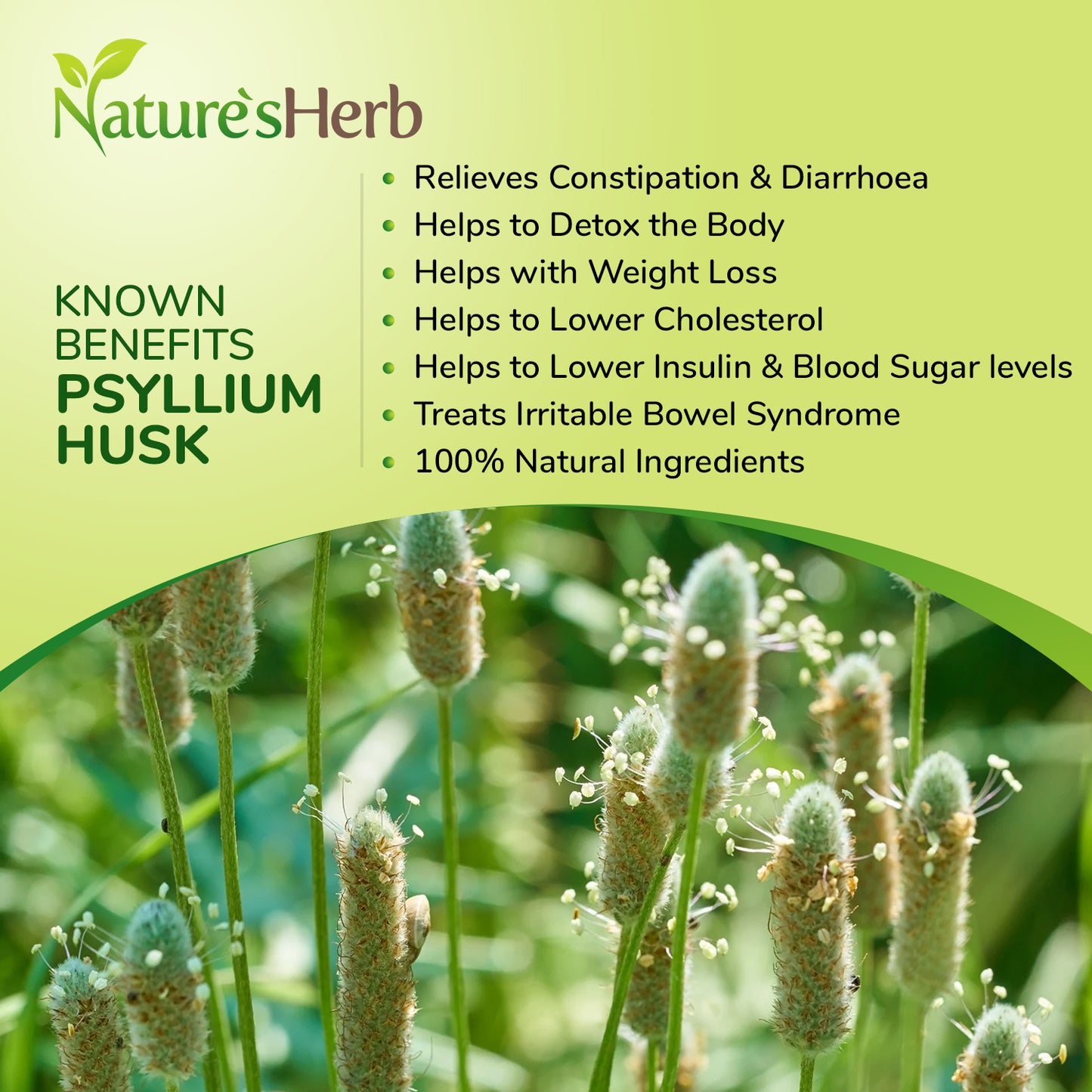 Psyllium Husk Powder