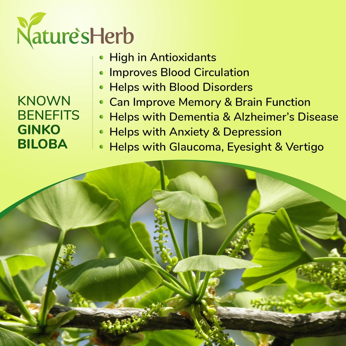 Ginkgo Biloba Powder