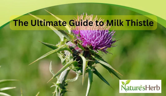 Milk Thistle Guide