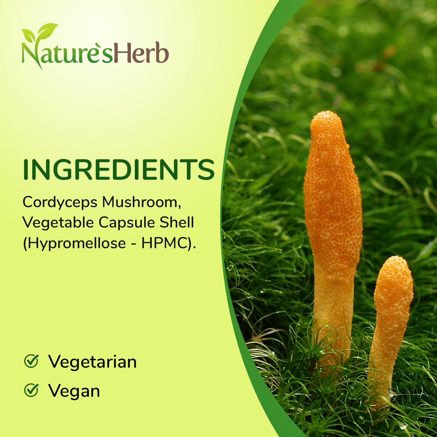 Cordyceps Mushroom Capsules 6600mg